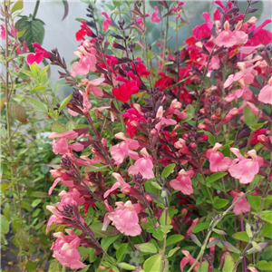 Salvia 'Senorita Leah'